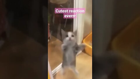 Cutest reaction ever 🥰😍 #shorts #short #cuteness #catfunny #cutecats #petlover