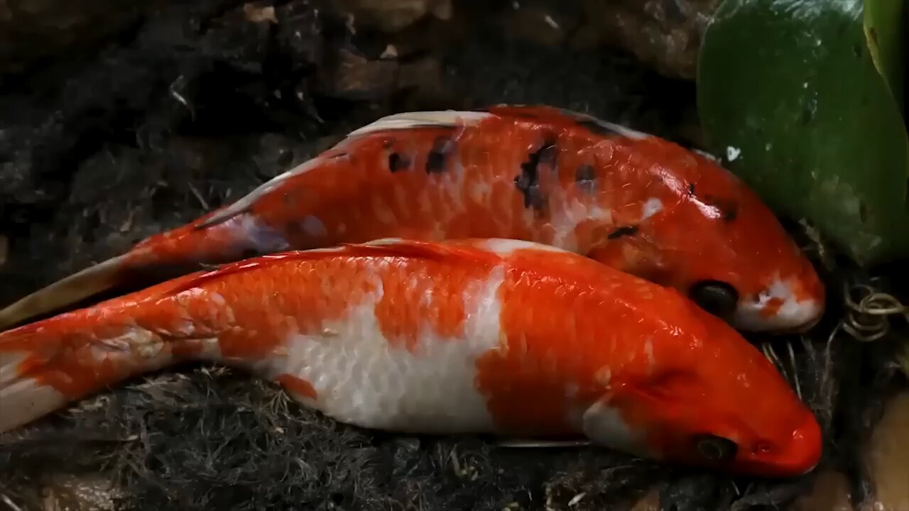 compilation of stop motion ASMR