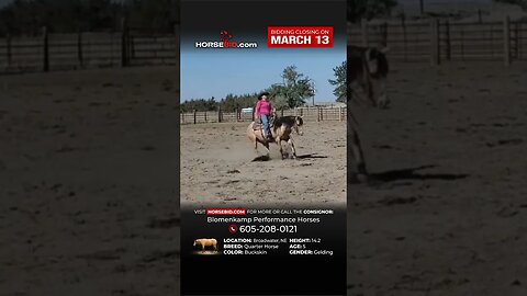 ℝ𝕀𝕆 - Flashy, unique buckskin gelding that is safe for the whole family! Royally bred and fancy!