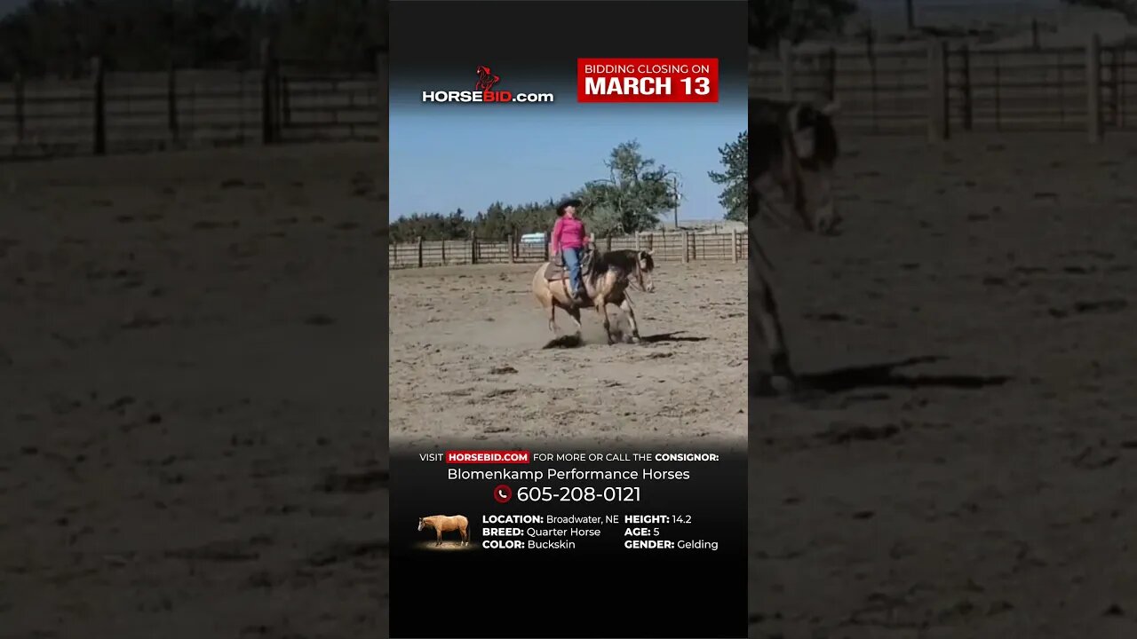ℝ𝕀𝕆 - Flashy, unique buckskin gelding that is safe for the whole family! Royally bred and fancy!