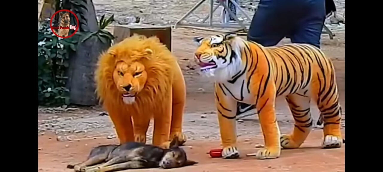 Fake tiger prank on dog.100% hilarious!