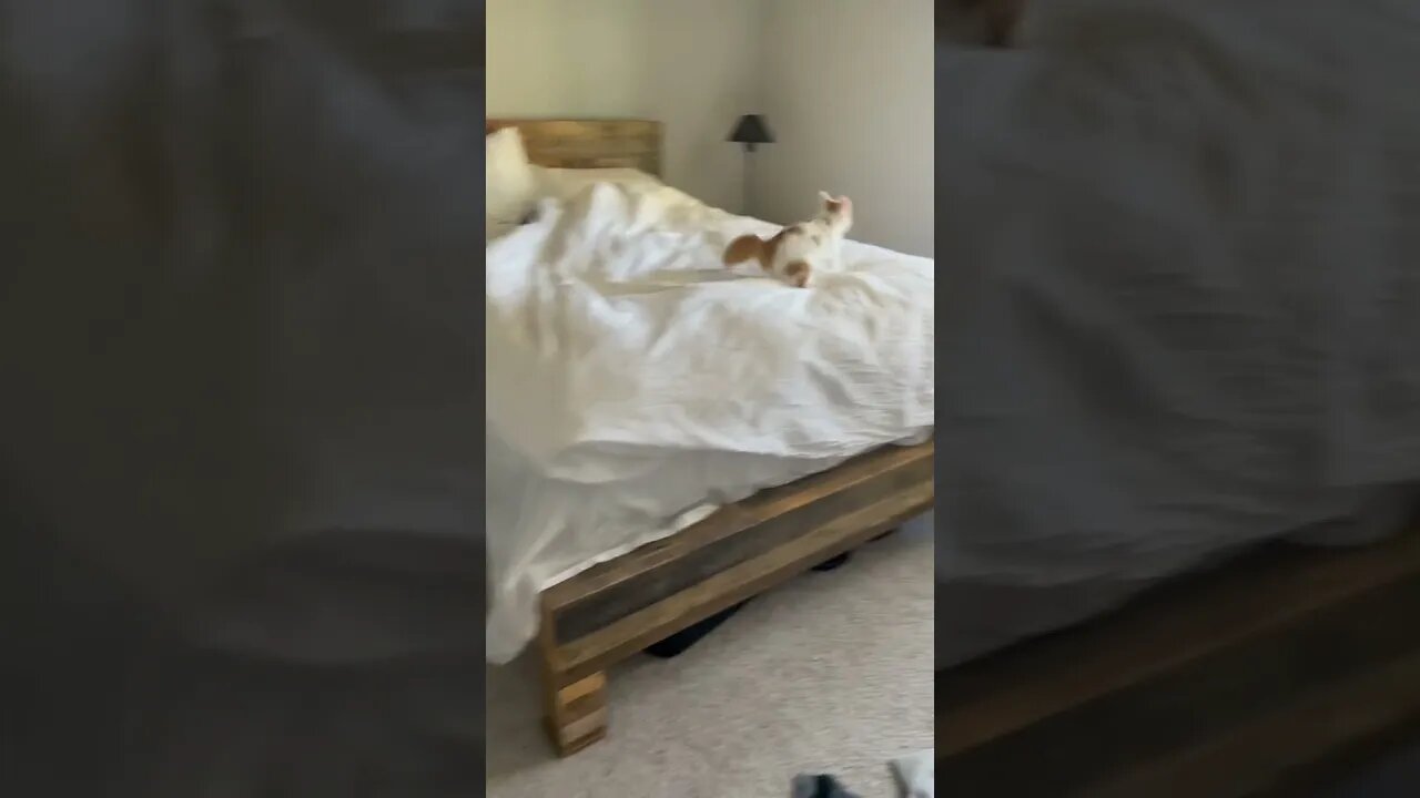 Cat Life Tiktok meowyjim