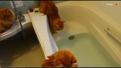 Epic Cats Hate Falling in Water