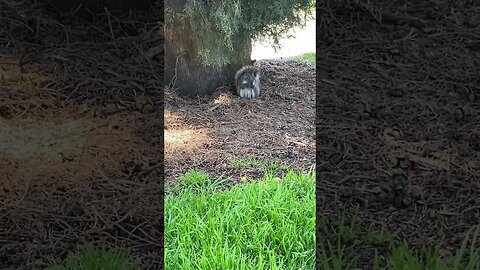 Squirrel 🐿 Eating An Acorn