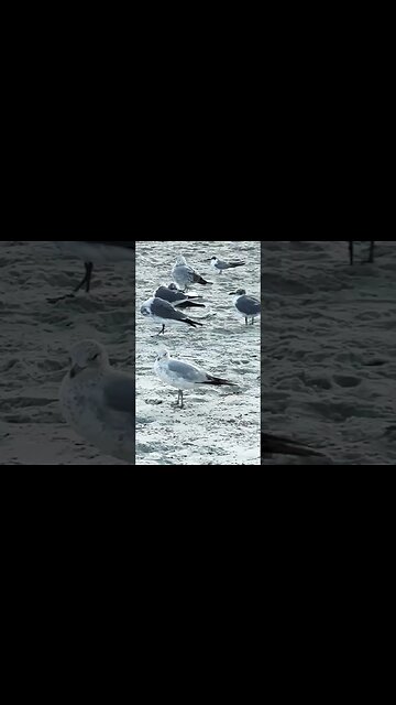 Accepted by the seabirds, I now identify as one 🐧🐤🐦 #shorts