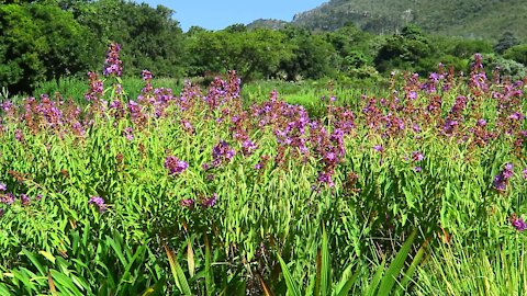 SOUTH AFRICA - Cape Town - Kirstenbosch National Botanical Garden (Video) (k45)