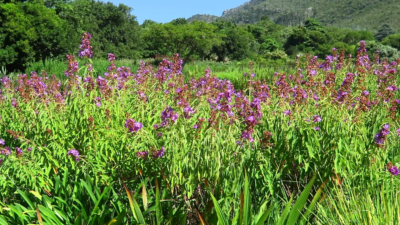 SOUTH AFRICA - Cape Town - Kirstenbosch National Botanical Garden (Video) (k45)