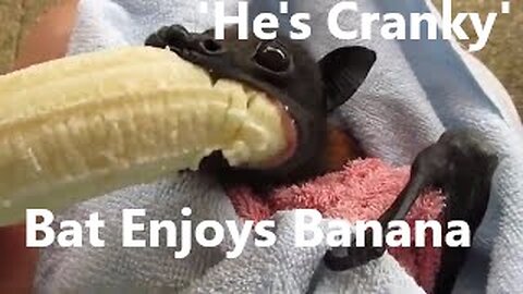 'He's Cranky'_ Rescued Bat Enjoys Banana