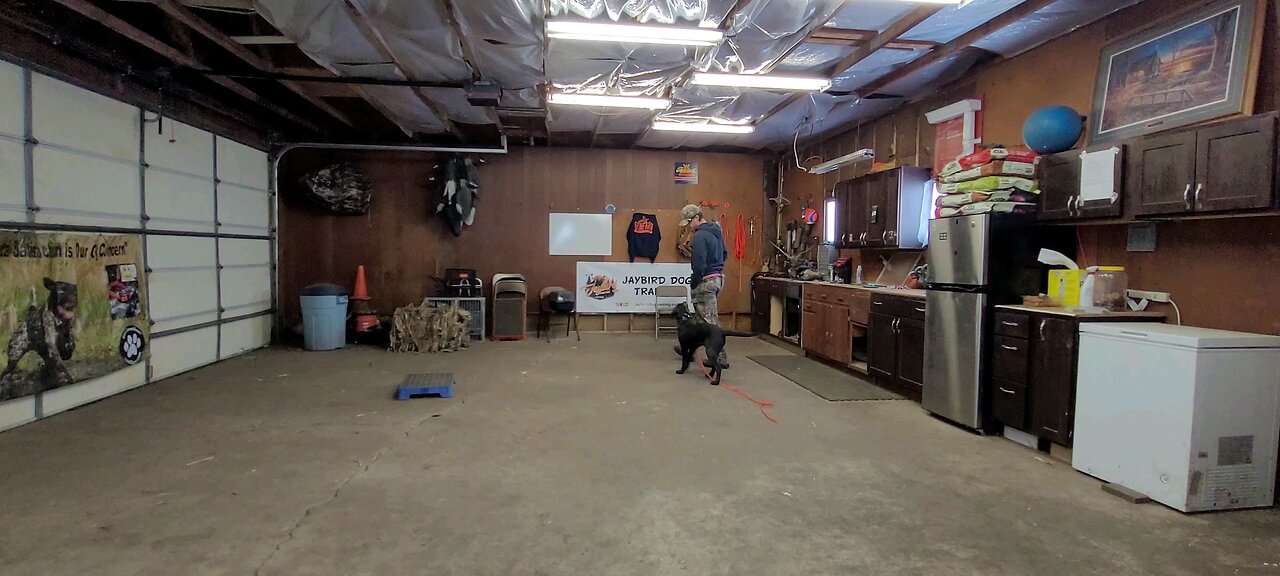 back on the e collar