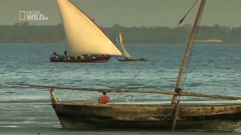 South African Dangerous And Strange Island Zanzibar Tanzania Documentary 2020 HD @ABR Entertainment