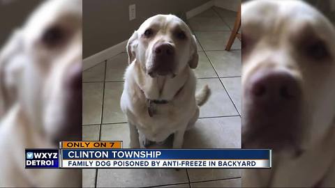 Clinton Township family searching for answers after someone poisons their dog