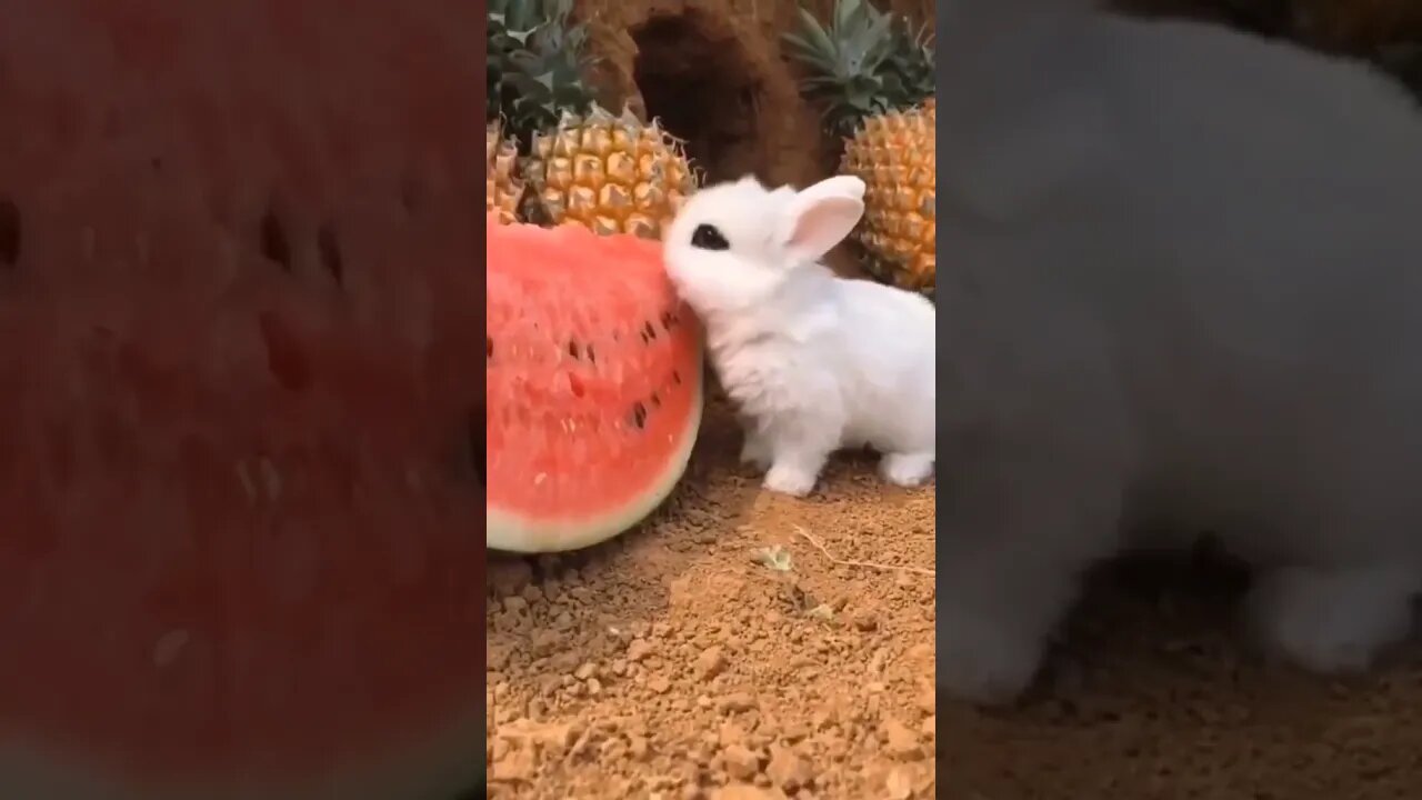 Cute bunny munching on some snacks