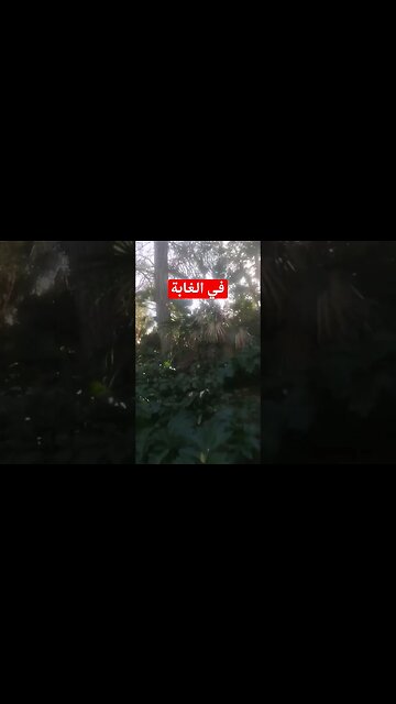 مشاو في الغابة