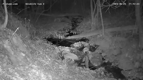 Two large coyotes in the stream on Wildlife Cam 3 4/25/2023