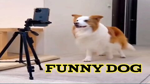 FUNNY DOG VIDEO