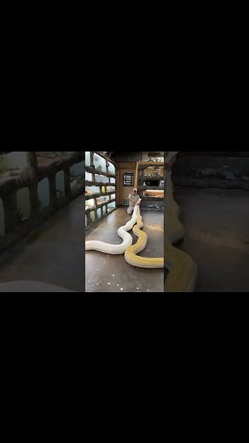 which snake is bigger? 🐍