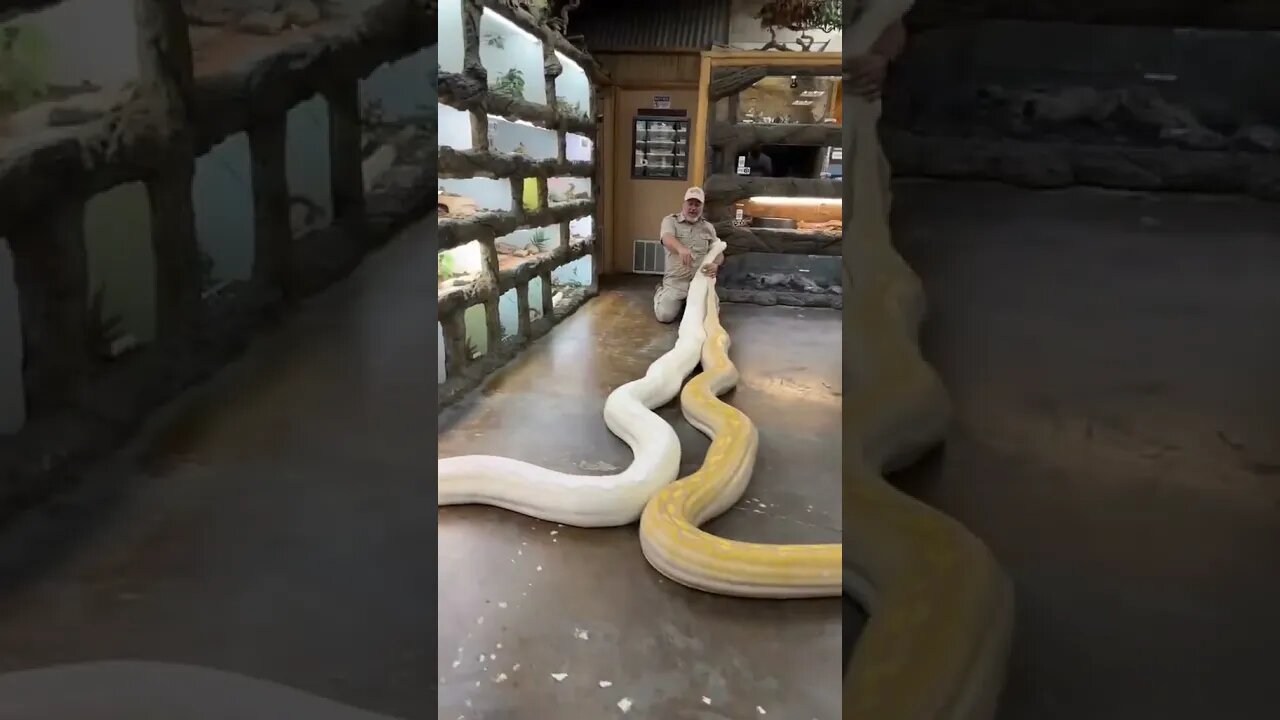 which snake is bigger? 🐍