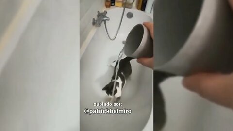 TENTE NÃO RIR - CURIOSIDADE FAZ ISSO COM O GATO....