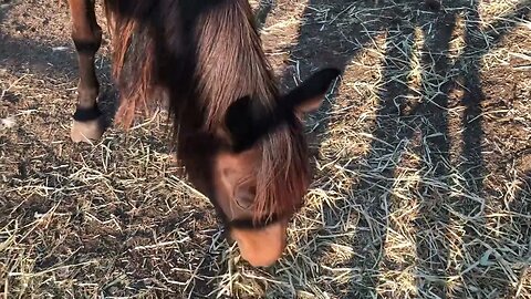 Arabian pony is shedding her winter coat. Ruby ❤️