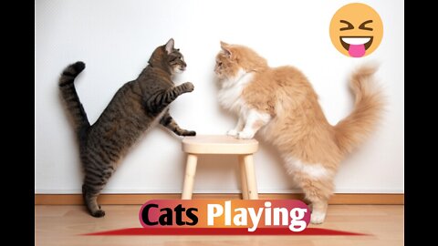 cats playing 🐈 funny moments