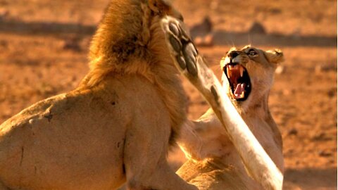 A lioness slapping a lion