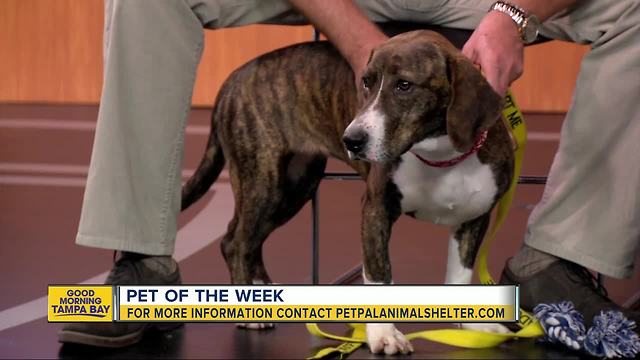 Pet of the week: Bianca is a 1-year-old Basset hound mix who loves to receive belly rubs