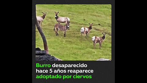 Burro reaparece adoptado por ciervos luego de estar perdido cinco años