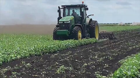 Nông dân Mỹ và EU đang bị ép phá hủy toàn bộ mùa màng, âm mưu gây nạn đói của bọn Cabal