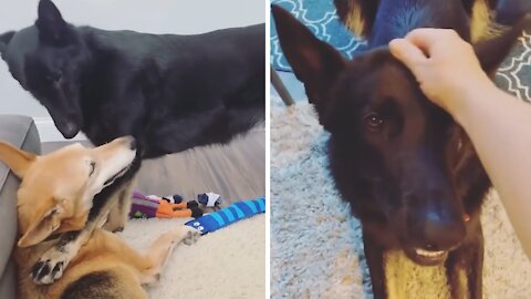 Elderly Dog Not Too Thrilled With New Puppy Addition