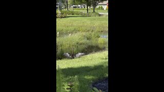 Anhinga Dries Wings By Little Blue Heron In Paradise