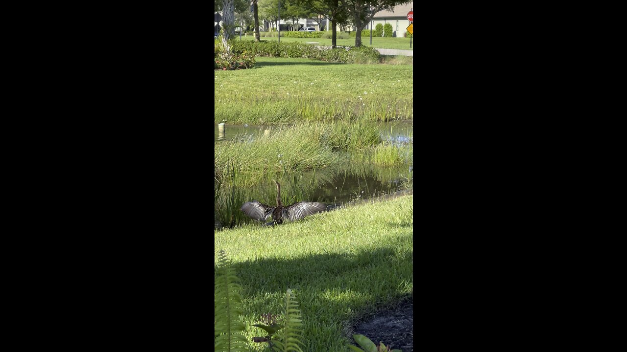 Anhinga Dries Wings By Little Blue Heron In Paradise