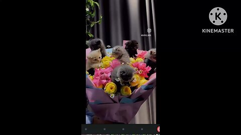 Compilation of Kitty Cats - Part 4