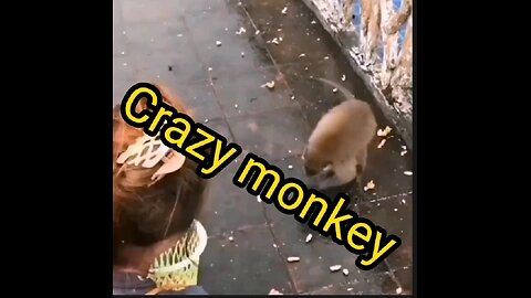 Crazy monkey