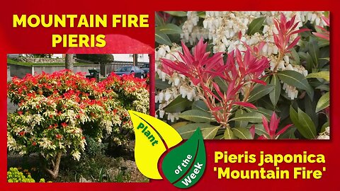 MOUNTAIN FIRE PIERIS | Pieris japonica 'Mountain Fire'