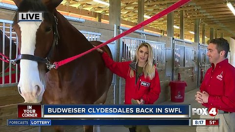 Popular Clydesdales to make SW Florida appearances this week