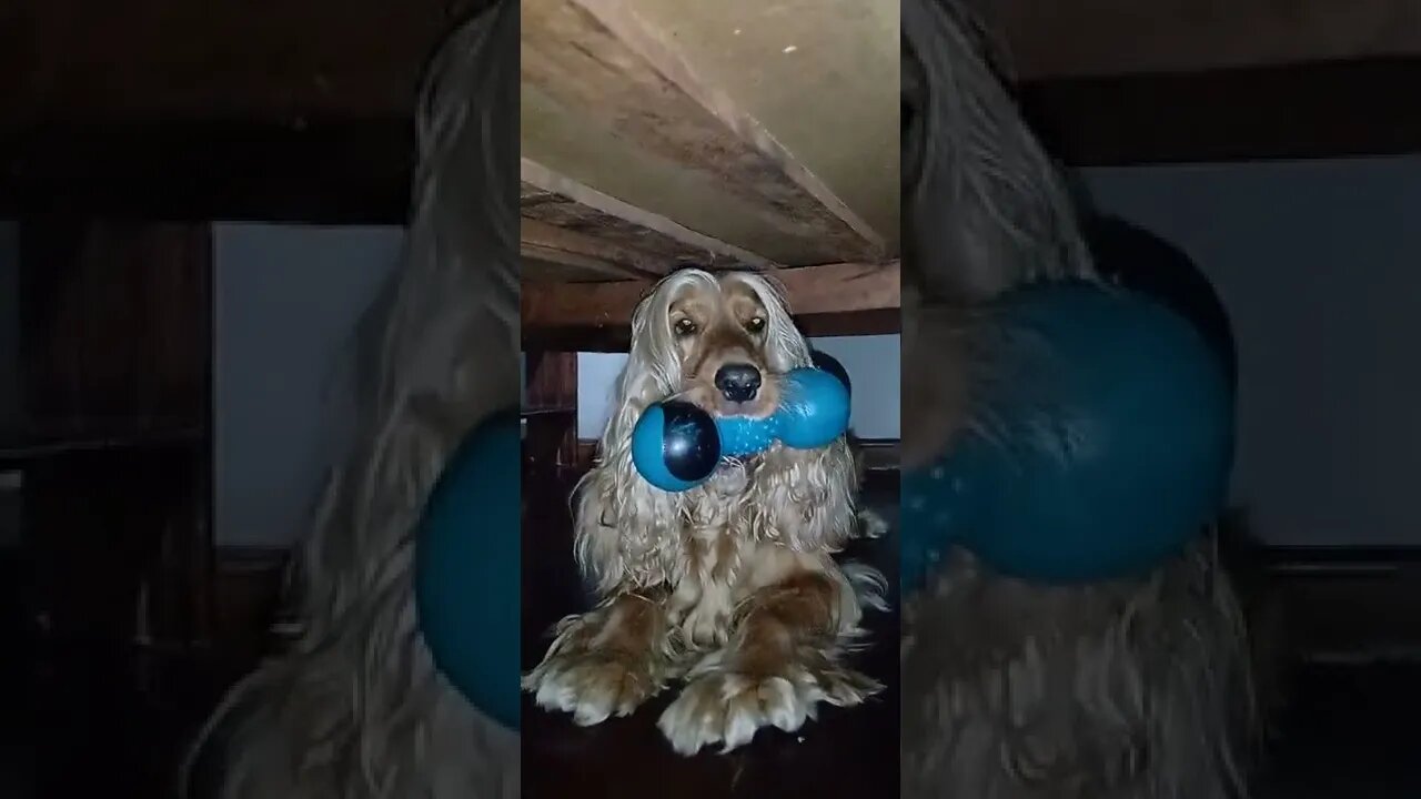 golden dog