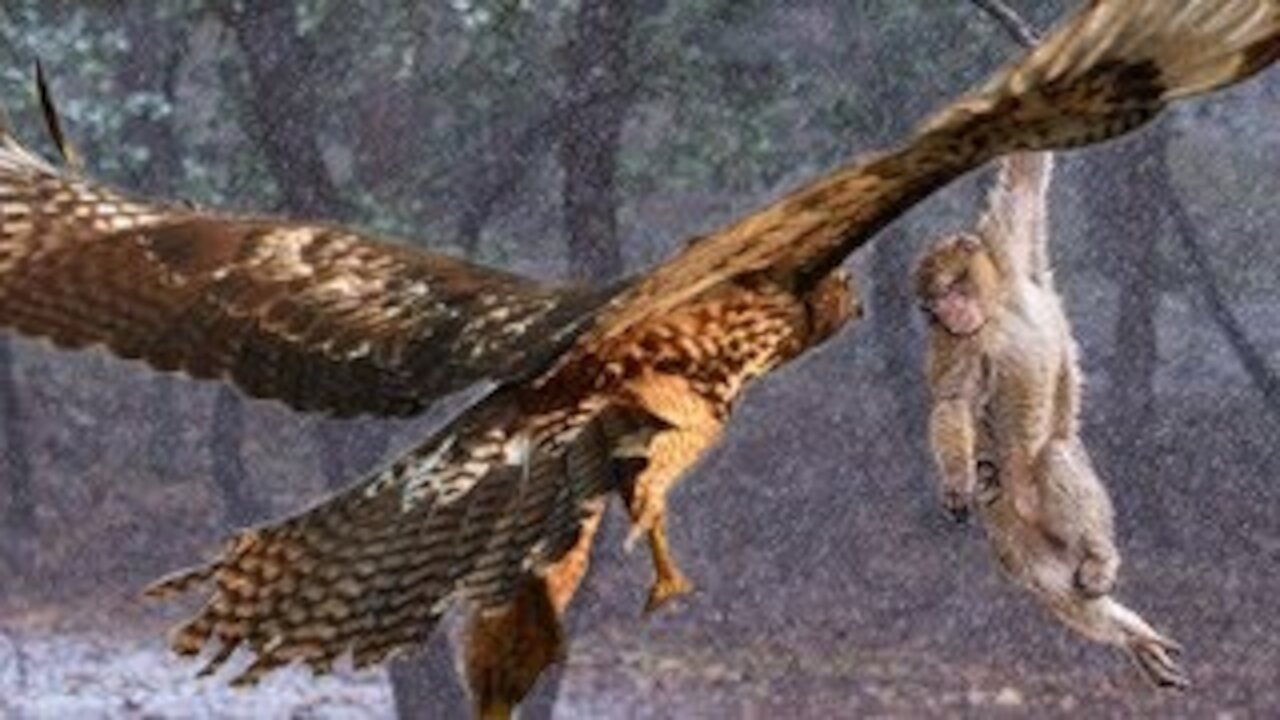 ❤❤Mother monkey protects child against Eagle hunting but fails❤❤