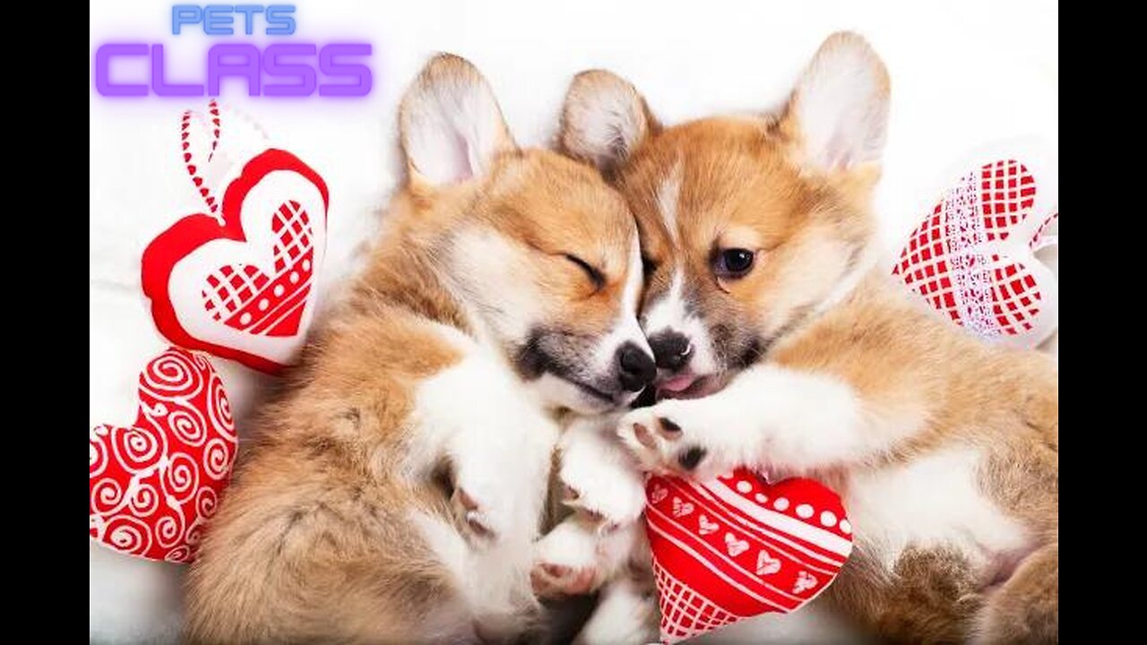 New Funny Animals π Funniest Dogs and Cats Videos πΊπΆ Part 21