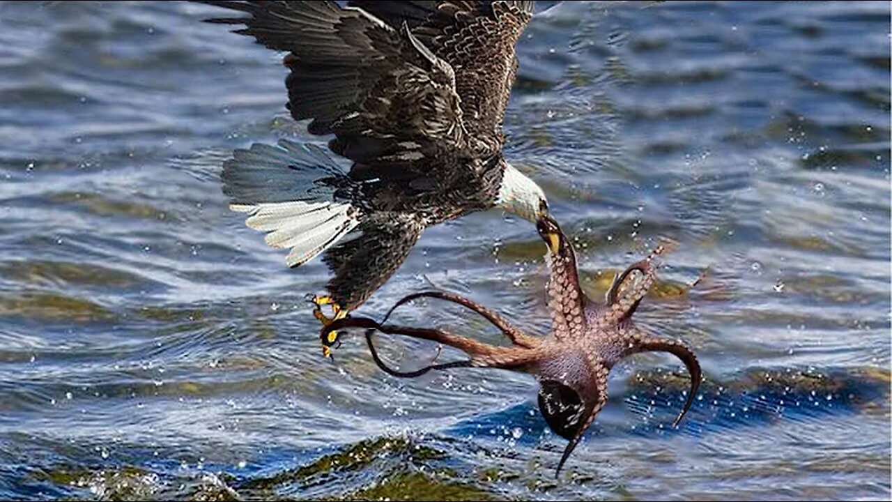 The Eagle Dies While Hunting Octopus In The Ocean