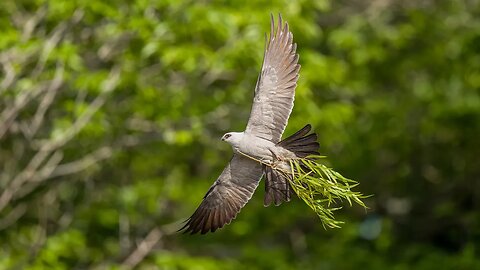 Mississippi Kite with Nesting Material, Sony A1/Sony Alpha1, 4k