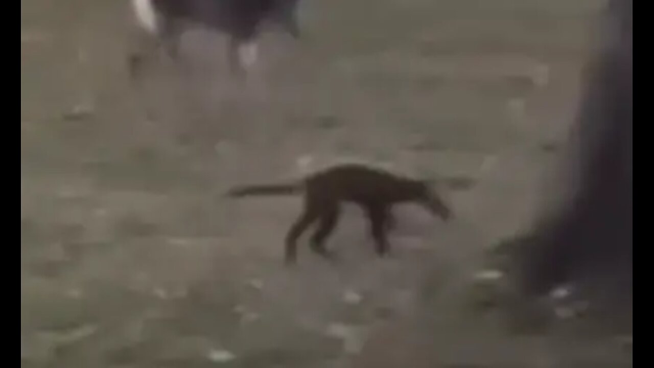 Lemur Cryptid Filmed in Hunnington, WV Park