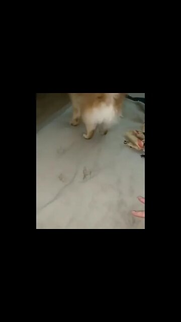 Oh no 😨 is angry? 😡#Shorts #ytshorts #UbertainmentFun #Dogs #Animals #Fun