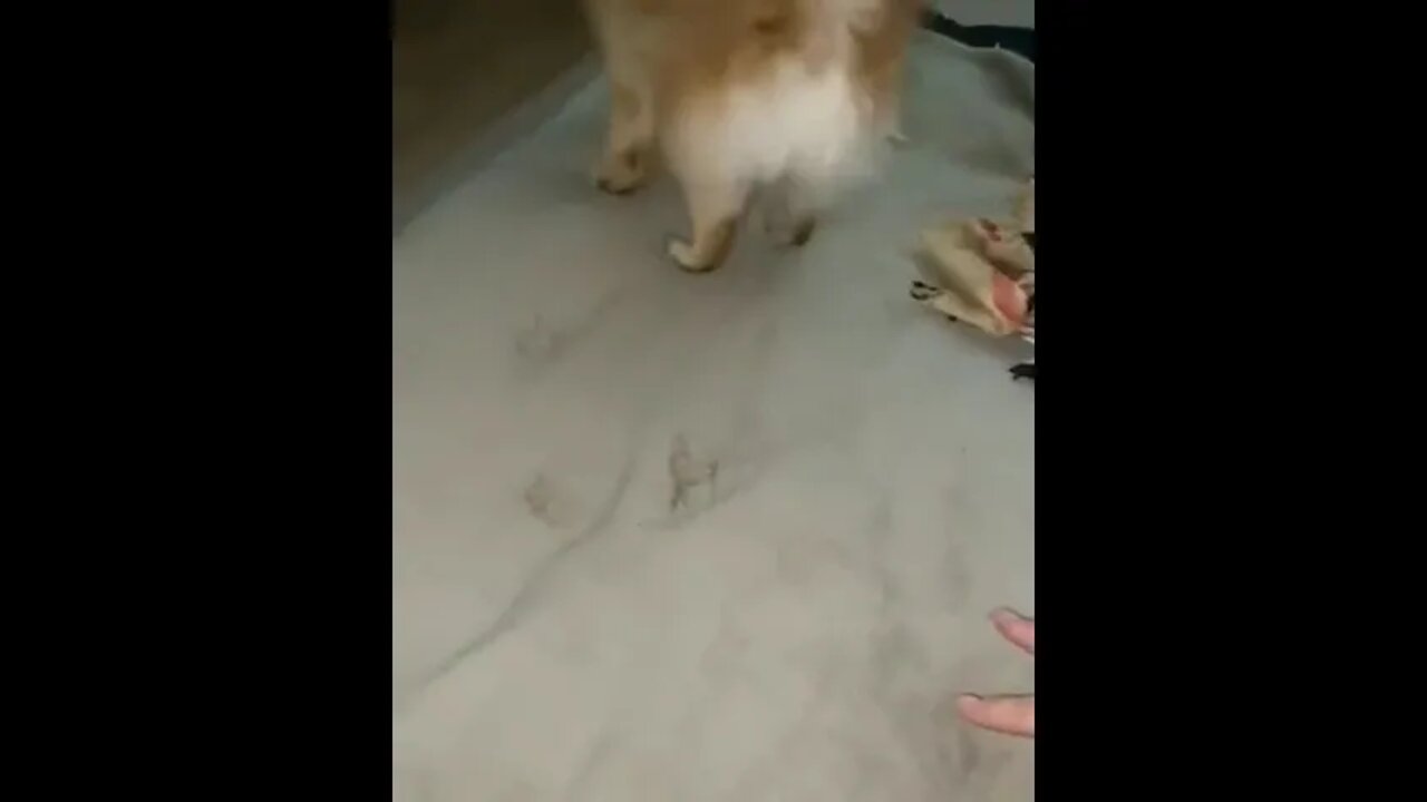 Oh no 😨 is angry? 😡#Shorts #ytshorts #UbertainmentFun #Dogs #Animals #Fun