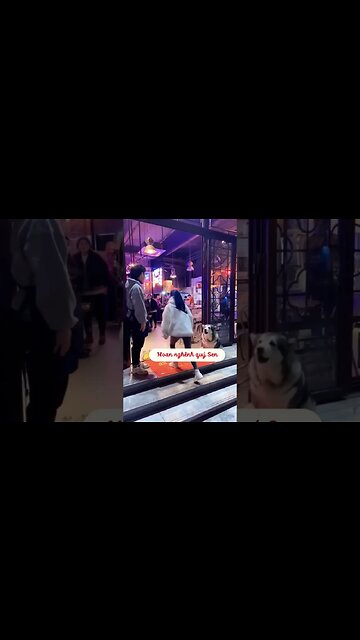 Husky dog greeting each person entering in the restaurant