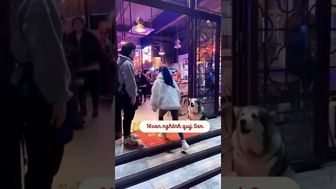 Husky dog greeting each person entering in the restaurant