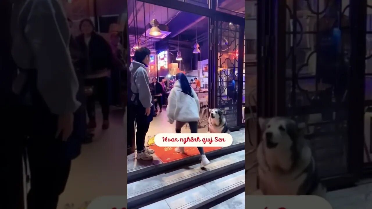 Husky dog greeting each person entering in the restaurant