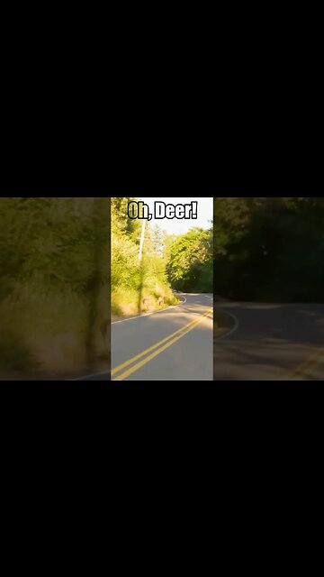Beware of the DEER! #cbr #motorcycle #deer