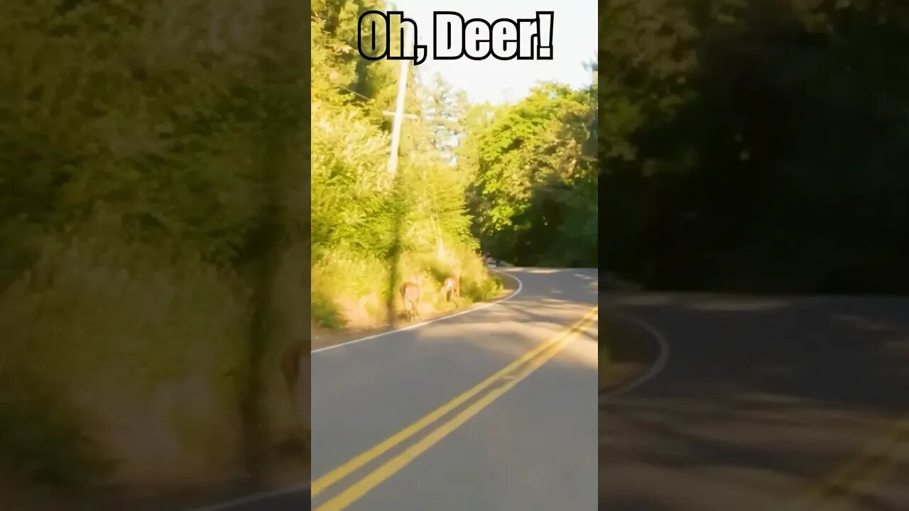 Beware of the DEER! #cbr #motorcycle #deer