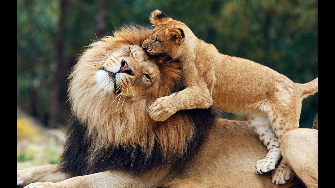 Lion - Dad and Son