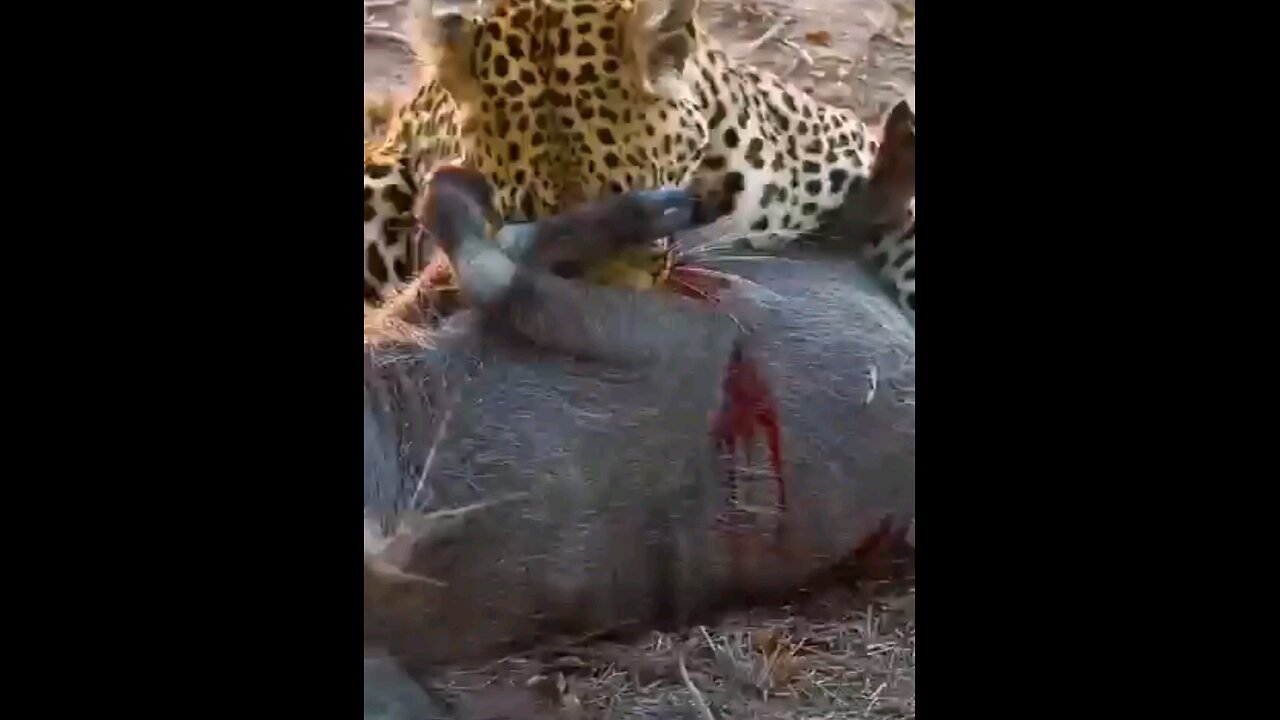 Leopard Bites Screaming Warthog